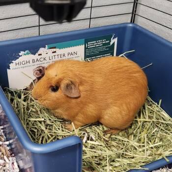 Rescue Guinea Pig Guinea Pigs for Adoption in Walker, Michigan - Sausage | PetCurious